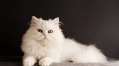 Біла кішка (фото): особливості персонажа, догляд за сніжно-білою красою