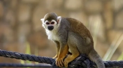 Беліч саймірі