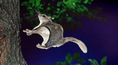 Білка летяга