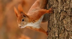 Звичайний білок