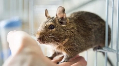 Шановні білки вдома