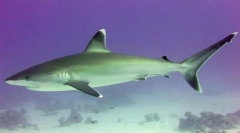 Beloperay акула