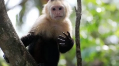 Білий капучин