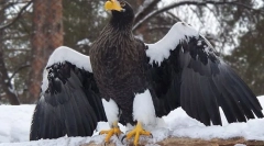 Білий орлен