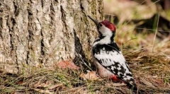 Білоповерсове дерево