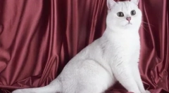 Білі британські кішки