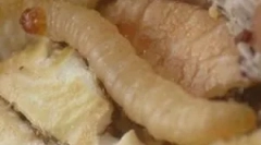 Білі черв'яки на кухні вдома