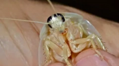 Білі та прозорі таргани