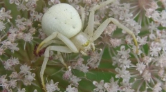 Білий каракурт