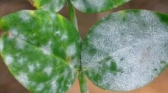 Білий рейд на кімнатні рослини та способи боротьби з ним