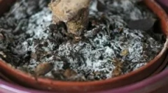 Білий квітучий на землі в квіткових горщиках і що робити з ним