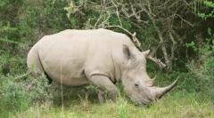 Білий носоріг