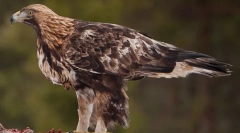 Беркут - владика небеса