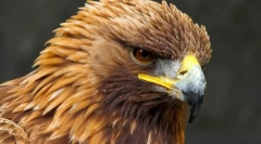 Золотий орел