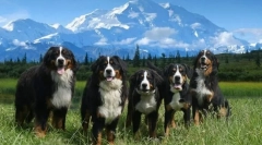 Бернне зенленхунд (фото): собака, яка посміхається