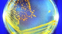 Безсмертні тварини, які виживе всіх нас