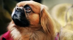 Божевільний рейтинг: найбільш дурні породи собак