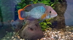 Бірюза акара