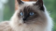 Бірманська кішка (фото): буддійські храми святих охоронок