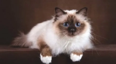 Бірманська кішка (священна бірма)