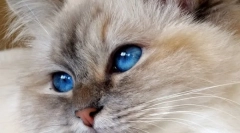 Бірманська кішка