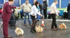 Бізнес-проект: поморські шпильки дитячі