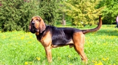 Blohehund (фото): лояльний і присвячений другом з благородними манерами