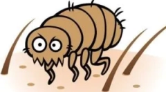 Блоши крупним планом