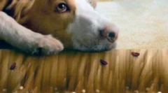 Бліх на підлозі та його обробка з паразитів