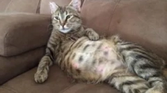 Бліх у вагітній, годувальній кішці та новонароджених кошенят