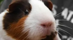 Блохи на морській свині: діагностика та лікування