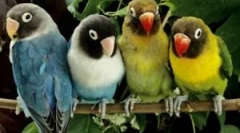 Бліх з папуг і як їх принести