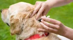 Бліх у собак