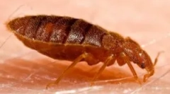 Блохи в дивані та кроваті: що принести?