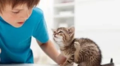 Блошині тварини на людині