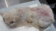 Блошиний дерматит у кішках: симптоми та лікування