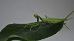 Mantis: опис, вид та спосіб життя