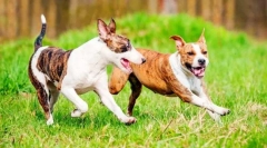 Боротьба собак (фото): поєднання сили та відданості