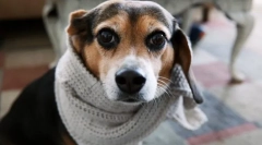 Хвороби бронхі