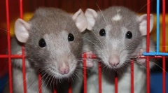 Захворювання декоративних щурів: симптоми захворювань та лікування