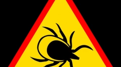 Захворювання, передані кліщами та їх симптоми