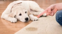 Захворювання нирок та сечової системи