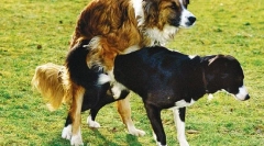 Хвороби репродуктивної системи на сучці