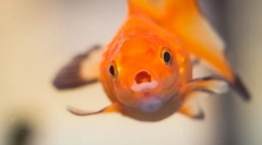 Рибна хвороба. Лікування та профілактика риби акваріума