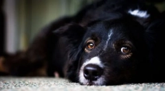 Хвороби серця