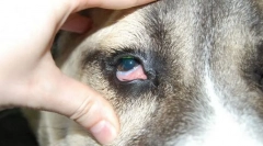 Хвороби всередині ока