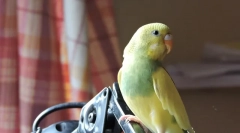 Захворювання хвилястих папуг, причини, симптоми та лікування