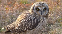 Болота сова