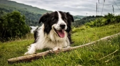 Прикордонний коллі