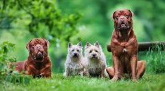 Бордо собака: надійний захисник, веселий супутник